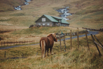horse in the mountains of Faroe islands - 635212845