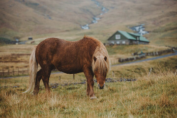 Icelandic horse in a  mountain meadow in Faroe islands - 635212849