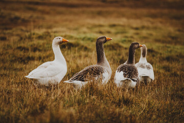group of geese in nordic wild setting - 635212872