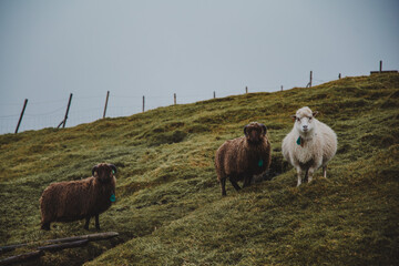  mountain sheep on a hill - 635212885