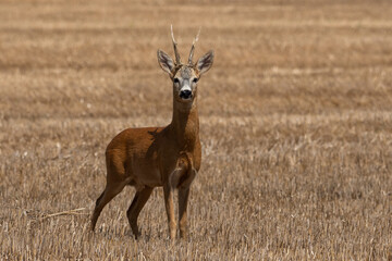 A beautiful roe deer in a golden field of grain in the breeding season