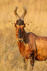 Red Hartebeest bull, South Africa