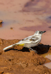 Leucistic Dark-capped Bulbul, Pilanesberg National Park, South Africa