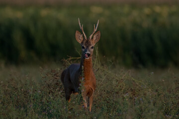 A beautiful roe deer in the green grass in the breeding season