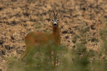 A beautiful roe deer in a golden field of grain in the breeding season
