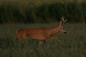 A beautiful roe deer in the green grass in the breeding season