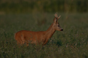 A beautiful roe deer in the green grass in the breeding season