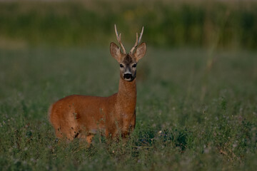 Naklejka na ściany i meble A beautiful roe deer in the green grass in the breeding season