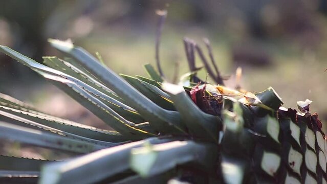 Jimador trabajando en un campo de agave