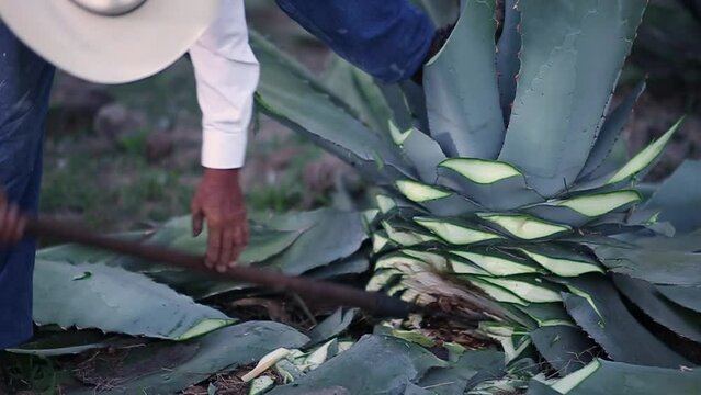 Jimador trabajando en un campo de agave