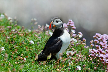 Atlantic Puffin (Fratercula arctica) on Saltee Island, Ireland,