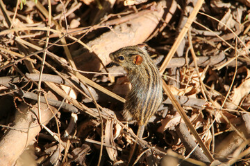 Four-striped Grass Mouse (Rhabdomys pumilio), Kruger National Park, South Africa