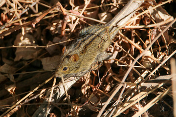 Four-striped Grass Mouse (Rhabdomys pumilio), Kruger National Park, South Africa