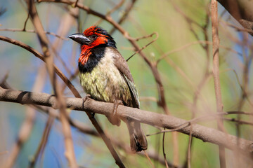 Black-collared Barbet (Lybius torquatus), Kruger National Park, South Africa