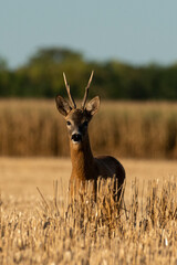 A beautiful roe deer in a golden field of grain in the breeding season