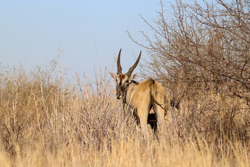 Eland in Kruger National Park, South Africa