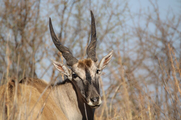 Eland in Kruger National Park, South Africa