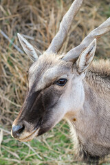 Eland Cow, South Africa