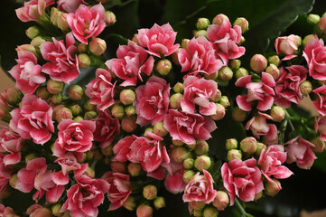 flores  kalanchoe rosa 