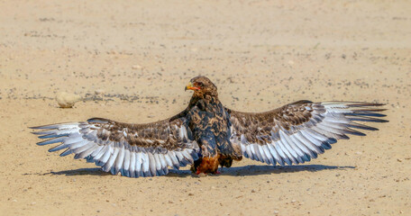 Sub-Adult Bateleur Eagle with outspread wings, sunning and anting, Kgalagadi Transfrontier Park,...