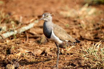 Senegal Lapwing or Lesser-black-winged Plover, Kruger National Park, South Africa