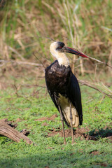 Woolly-necked Stork (Ciconia episcopus), Kruger National Park, South Africa