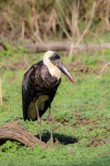 Woolly-necked Stork (Ciconia episcopus), Kruger National Park, South Africa