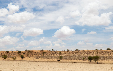 Arid Kgalagadi or Kalahari Landscape, South Africa