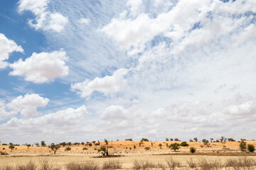 Arid Kgalagadi or Kalahari Landscape, South Africa