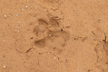 Lion footprint or spoor in the Kalahari sand (Kgalagadi Transfrontier Park)