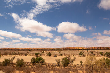 Naklejka premium Arid Kgalagadi or Kalahari Landscape, South Africa