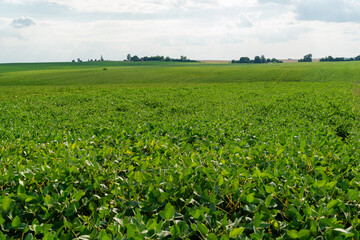 Fototapeta na wymiar Agricultural soy plantation. Open soybean field. Growing soybeans