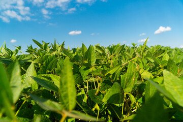 Fototapeta na wymiar Soy bean plant in sunny field. Green growing soybeans. Soybean close up on blue sky background