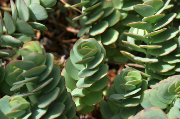 planta suculenta 