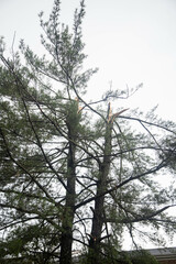 aftermath a severe thunderstorm happened in Maryland on July 29 2023 