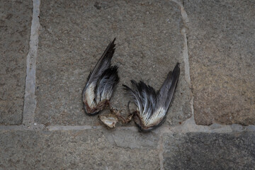 Le ali di un piccione morto sul pavimento di una calle di Venezia