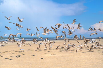 Seagulls at the beach - 635219446
