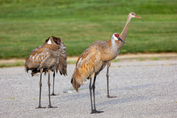 Family of sandhill cranes with two adults and two juveniles