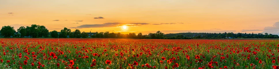 Foto op Plexiglas Bestemmingen Landscape with nice sunset over poppy field - panorama
