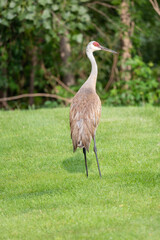 Obraz na płótnie Canvas Adult sandhill crane with red head