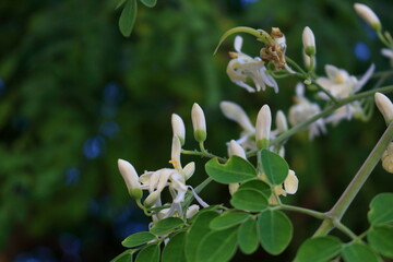 White young flowers Moringa on branch and blooming with green leaves in nature.