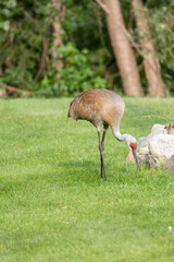 Adult sandhill crane with red head