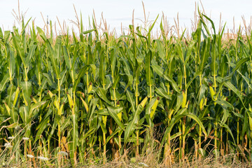 Green corn (zea mays) grew thickly in the summer