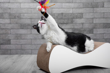 Cute, funny black and white cat plays with a toy. Pet care. Home pet. A cat on a couch against the background of a gray wall in the room. Place for text. copy space. - obrazy, fototapety, plakaty