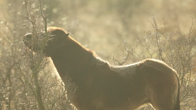 Closeup sunlit wild exmoor pony horse nibbling a bush, standing in the middle of pasture in late autumn nature habitat in Milovice, Czech republic. Protected animals considered as horse ancestor