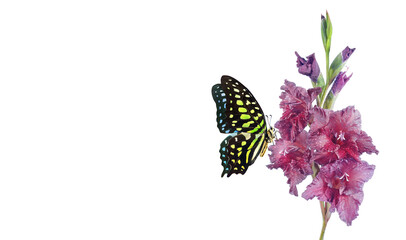 Colorful spotted tropical butterfly on purple gladiolus flower in water drops isolated on white. Copy space. Graphium agamemnon butterfly. Green-spotted triangle. Tailed green jay. - obrazy, fototapety, plakaty