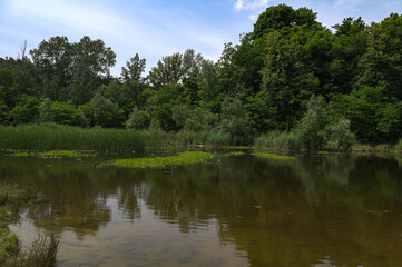 Fototapeta na wymiar Green forest reflected in the pond.