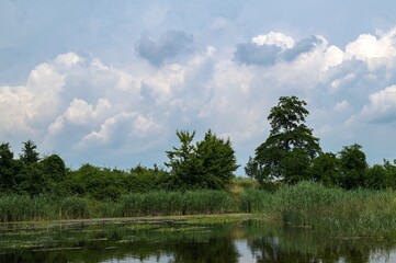 Fototapeta premium Green forest reflected in the pond.