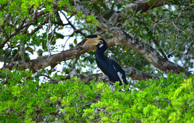yellow billed hornbill
