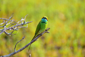 bee eater perched on a branch